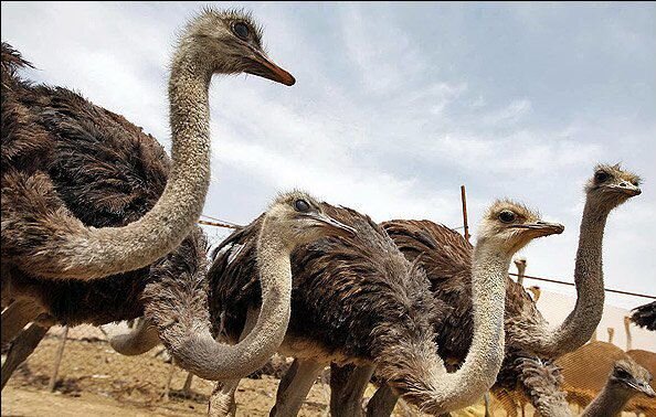 هدفگذاری افزایش ۱۰ درصدی تولید گوشت شترمرغ در همدان هدفگذاری افزایش ۱۰ درصدی تولید گوشت شترمرغ در همدان