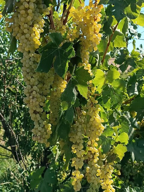 شهر جهانی انگور در تب و تاب برداشت از تاکستانهای پُربار