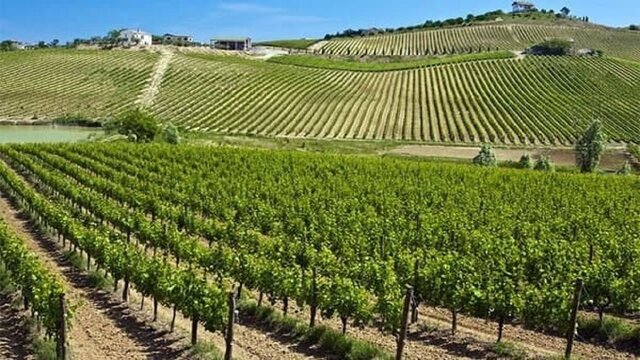 شهر جهانی انگور در تب و تاب برداشت از تاکستانهای پُربار