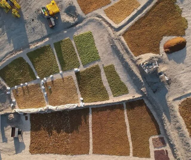 شهر جهانی انگور در تب و تاب برداشت از تاکستانهای پُربار