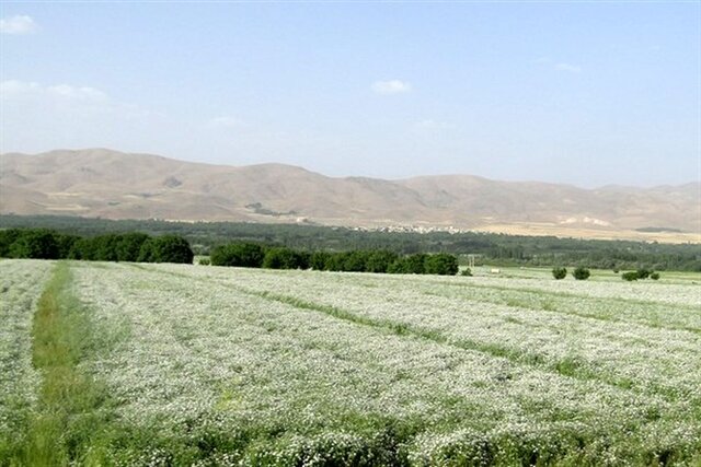 گشنیز نهاوند ظرفیت ثبت ملی و جهانی را دارد گشنیز نهاوند ظرفیت ثبت ملی و جهانی را دارد