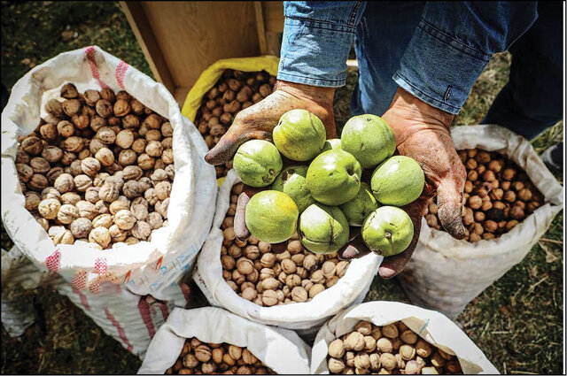 پیش‌بینی برداشت ۸۰۰۰ تُن گردو در نهاوند