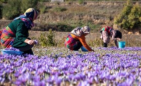 طلای سرخ فامنین چشم انتظار نیروی کار