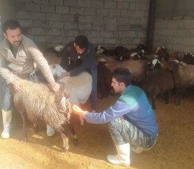 همزمان‌سازی فحلی در ۴۰۰۰  رأس از گوسفندان عشایر در همدان