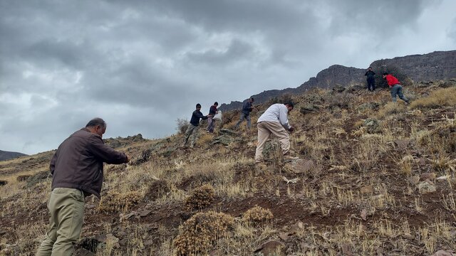 اجرای پروژه کپهکاری و بذرپاشی در اراضی ملایر