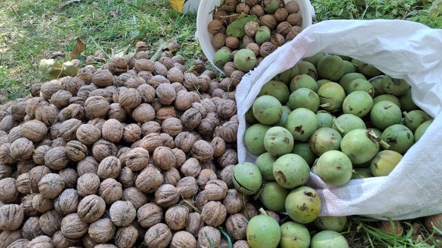 شهر جهانی گردو به توسعه صنایع تبدیلی نیاز دارد