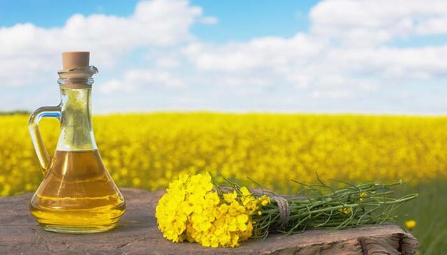 کشت دانههای روغنی برای دستیابی به خودکفایی ملی و کاهش ارزبری ضروریست کشت دانههای روغنی برای دستیابی به خودکفایی ملی و کاهش ارزبری ضروریست