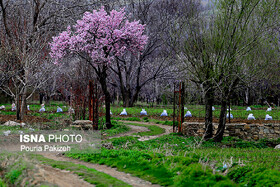 افزایش دمای هوای همدان تا ۲۰ درجه سانتیگراد