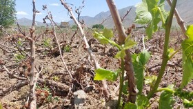 از نوسانات شدید دمایی و سرمای بهاره تا از بین‌رفتن محصول سالانه تاکداران