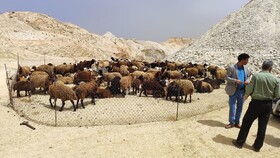 از ورود زودهنگام عشایر به مراتع ملایر قاطعانه جلوگیری می‌شود