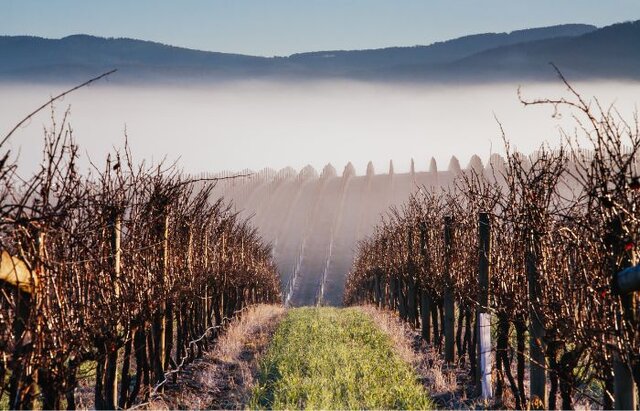 از نوسانات شدید دمایی و سرمای بهاره تا از بینرفتن بخش زیادی از محصول سالانه تاکداران