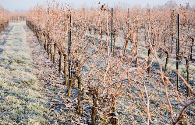 از نوسانات شدید دمایی و سرمای بهاره تا از بینرفتن بخش زیادی از محصول سالانه تاکداران