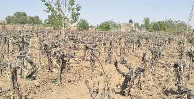 از نوسانات شدید دمایی و سرمای بهاره تا از بینرفتن بخش زیادی از محصول سالانه تاکداران