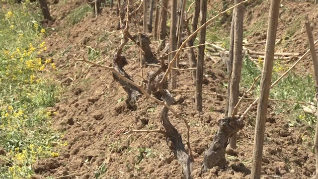 استفاده از شیوه خزنده و سنتی، بزرگترین عامل تهدیدکننده باغات ملایر