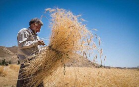 پیش‌بینی خرید ۵۰۰ هزار تُن گندم از کشاورزان همدانی در سال‌جاری