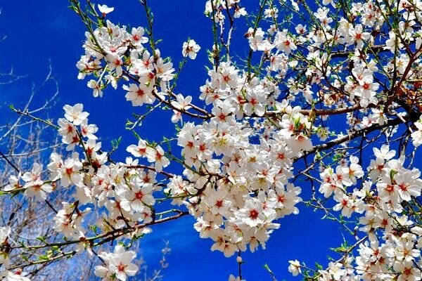 کیفیت هوای همدان افزایش پیدا کرد/هوا گرم‌تر می‌شود