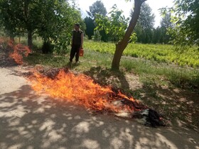 ۹۹ درصد حریق‌ در مراتع ملایر عامل انسانی دارد