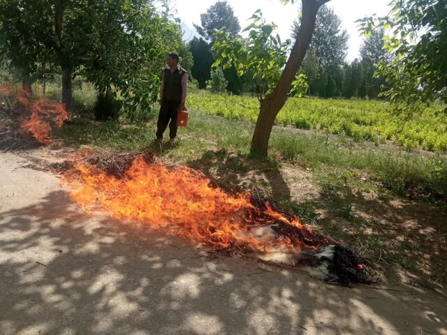 ۹۹ درصد حریق‌ در مراتع ملایر عامل انسانی دارد
