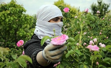 پیش‌بینی برداشت ۴۲ تُن گل محمدی از گلستان‌های اسدآباد