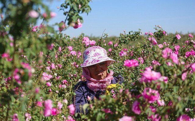 پیش‌بینی برداشت ۱۲۰۰ تُن گل‌ محمدی از گلستان‌های همدان