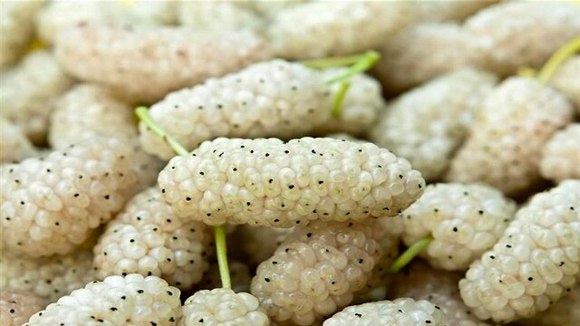 پیشبینی برداشت ۴۷ تن توت درختی در تویسرکان پیشبینی برداشت ۴۷ تن توت درختی در تویسرکان