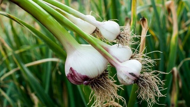 واسطه‌ها موسیر «حبشی» را افغانی جا می‌زنند