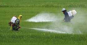 اجرای عملیات مبارزه با آفت سن پوره در نهاوند