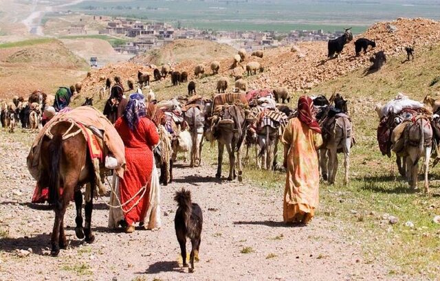 عشایر نهاوند ۲۰ درصد از گوشت قرمز استان همدان را تأمین می‌کنند