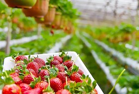 تولید سالیانه ۱۰۰۰ تُن محصولات گلخانه‌ای در فامنین