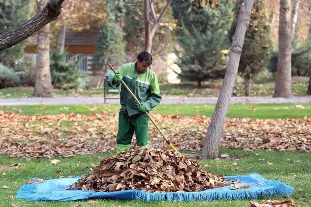 درآمدزایی شهرداری ملایر از فروش برگ‌های پاییزی