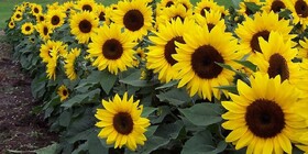 پایان هفته‌ای نسبتا گرم در همدان