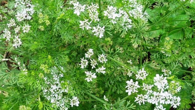 ثبت ملی و جهانی گشنیز نهاوند در دست پیگیری است