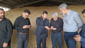فعالیت  ۱۰ مرکز خرید تضمینی گندم در کبودراهنگ