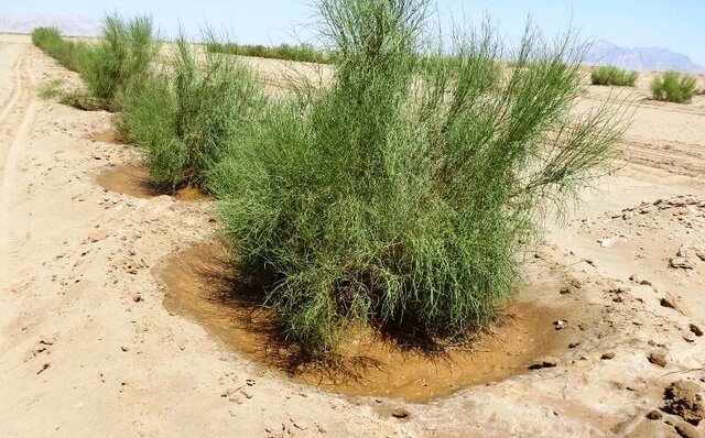 افتتاح نخستین خانه اطفاء حریق در روستای قلی‌آباد
