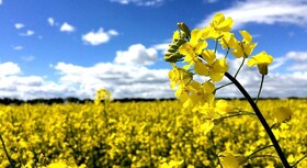 پیش‌بینی برداشت بیش از ۱۰۰۰ تُن کلزا از مزارع اسدآباد