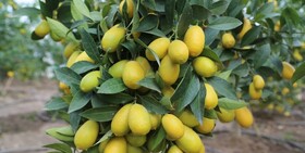 از تولید سالیانه ۶۵ تُن لیمو لایم کوات تا پرورش آناناس در همدان