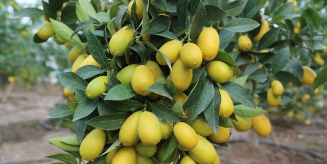 از تولید سالیانه ۶۵ تُن لیمو لایم کوات تا پرورش آناناس در همدان