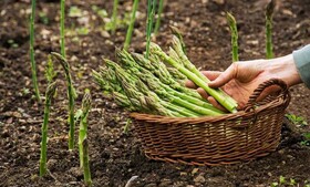 کشت مارچوبه برای نخستین بار در اسدآباد