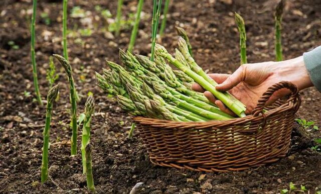کشت مارچوبه برای نخستین بار در اسدآباد