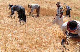گندم‌کاران همدانی بیش از ۵۴  میلیارد ریال از دولت طلب دارند