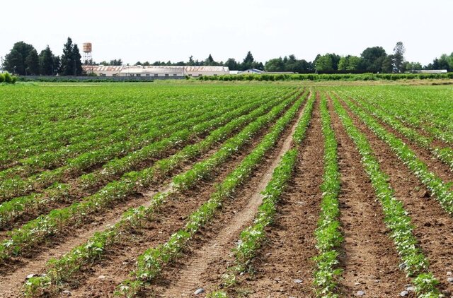 ممنوعیت کشت دوم و جارسوزی در اسدآباد ممنوعیت کشت دوم و جارسوزی در اسدآباد