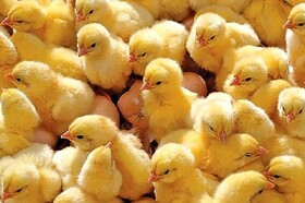 سرانه مصرف ۳۵ کیلوگرمی مرغ در همدان/ پیش‌بینی ۴۵ میلیون قطعه جوجه‌ریزی در همدان