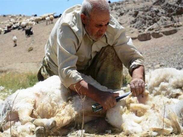 تولید سالیانه ۱۸۰ تُن پشم توسط دام عشایر همدان