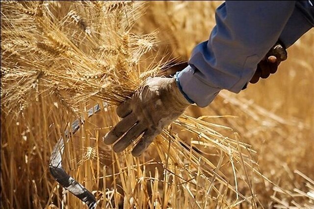 خرید تضمینی گندم همدان به مرز ۳۵۰ هزار تُن نزدیک شد
