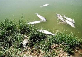 رودخانه صالح‌آباد تلفات ماهی نداشته است