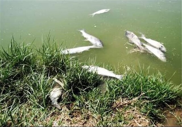 رودخانه صالح‌آباد تلفات ماهی نداشته است