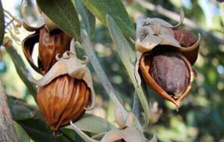 جوجوبا، آنغوزه و کاپاریس به سبد کشت گیاهان دارویی اسدآباد اضافه می‌شود