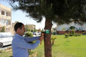 تمامی درختان شهر رزن تا پایان سال‌جاری پلاک‌گذاری می‌شوند