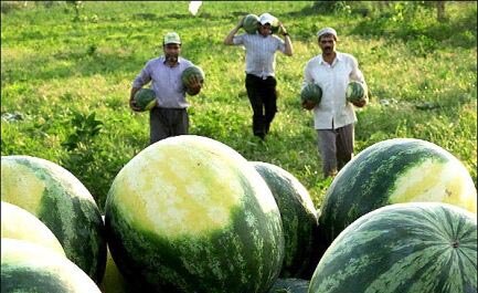 وداع کشاورزان همدانی با محصولی که آب را می‌بلعد