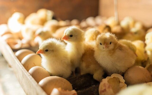 جوجه‌ریزی بیش از  ۷۸ میلیون قطعه‌ای مرغداری‌های همدان